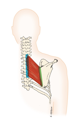 <p>rhomboid muscle - Action</p>