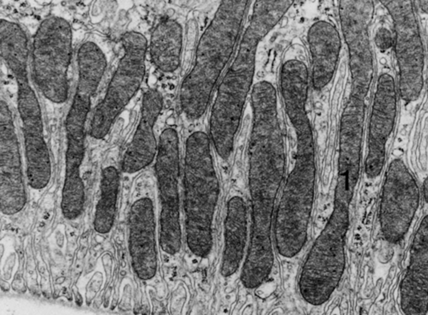 <p>what cell organelle is shown</p>