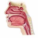 <p>nose, nasal cavity, pharynx, larynx</p>