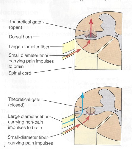 <p>the theory that the spinal cord contains a neurological &quot;gate&quot; that blocks pain signals or allows them to pass on to the brain. The &quot;gate&quot; is opened by the activity of pain signals traveling up small nerve fibers and is closed by activity in larger fibers or by information coming from the brain.</p>