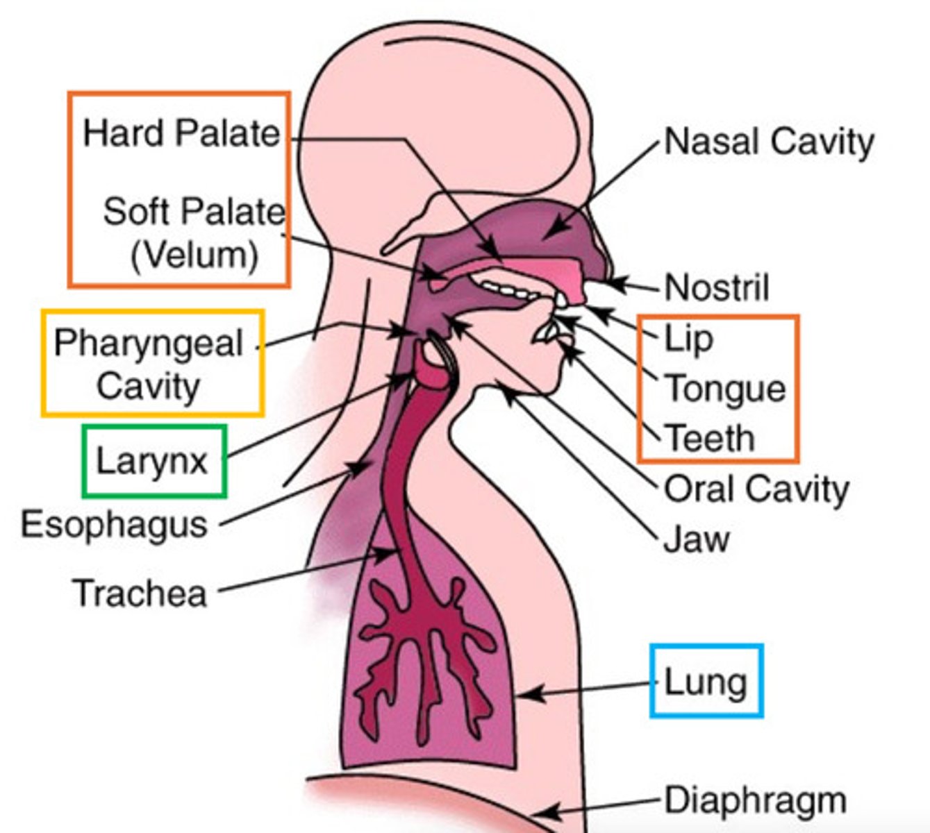 <p>Respiration</p><p>Phonation: pushing air through vocal chords</p><p>Articulation</p><p>Resonation</p>
