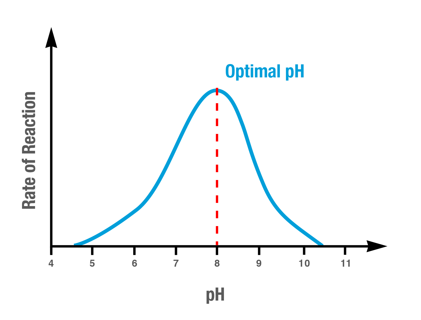 <ul><li><p><span>Each enzyme has an </span><strong>optimal pH</strong><span> range in which it functions most effectively, outside the opimal range leads to <mark data-color="yellow" style="background-color: yellow; color: inherit">reduced activity</mark> or <mark data-color="yellow" style="background-color: yellow; color: inherit">denaturation</mark> of the enzyme.</span></p></li><li><p><span>too high or low pH levels can cause enzymes to denature,<mark data-color="yellow" style="background-color: yellow; color: inherit"> losing their 3D structure and the </mark><strong><mark data-color="yellow" style="background-color: yellow; color: inherit">shape of the active site</mark></strong>. This loss of structure can prevent the substrate from binding properly.</span></p></li></ul><p></p>