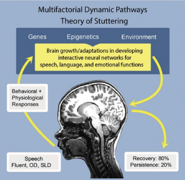 <ul><li><p><span>Smith &amp; Weber (2017)&nbsp;&nbsp;</span></p></li><li><p><span>no core factor(s) necessary for stuttering to emerge or persist&nbsp;</span></p></li><li><p><span>stuttering is complex, resulting from interaction between various risk factors&nbsp;</span></p></li><li><p><span>variables may be internal or external &amp; can interact in different ways in different children&nbsp;</span></p></li><li><p><span>small change in 1 factor may result in onset, development or persistence</span></p></li></ul><p></p>