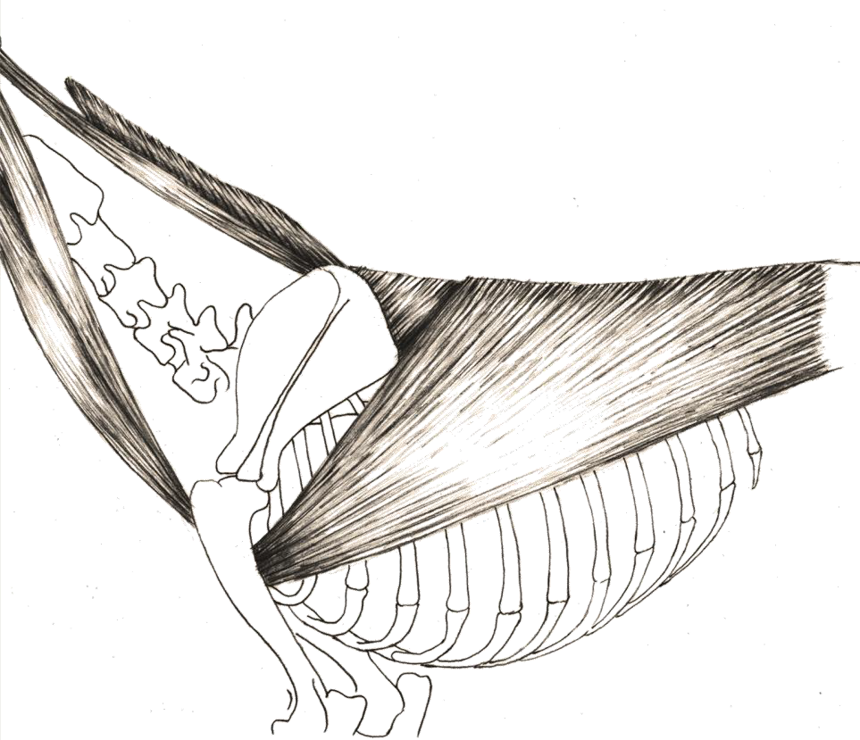 <ul><li><p>INSERCION : de la fascia toracolumbar (aponeurosis) y ultimas costillas a el tuberositad del redondo mayor </p></li><li><p>INERVACION : n.toracodorsal</p></li><li><p>FUNCIONES : retroversor del hombro, rotador interno, propulsor del tronco </p></li></ul><p></p>