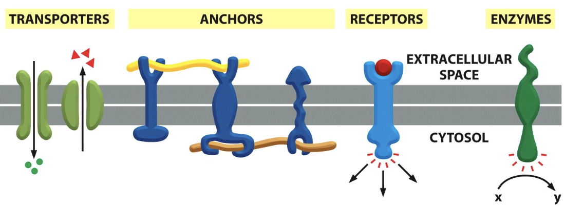 <p>carry out most membrane functions</p><p></p>