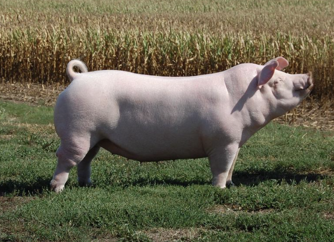 <p>What Breed?</p>