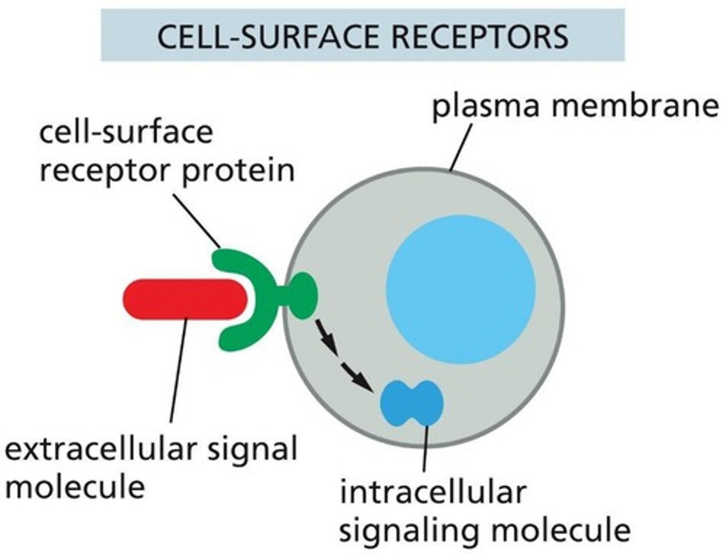 <p>Dimerization of receptors upon ligand binding.</p>