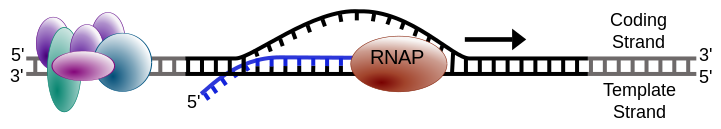 <p><span>A model of a biological process is shown.&nbsp;What cellular process&nbsp; is shown and what is the product produced?&nbsp;</span></p>