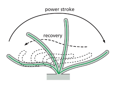 <p>flagella and cilia movement</p>
