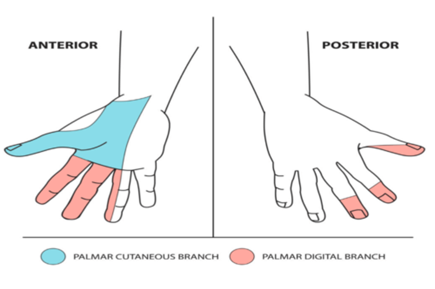 <p>Palmar aspect of the hand, thumb, index, middle, and radial half of anularis finger on their palmar surfaces</p><p>Dorsal surface of fingers 1-4</p>