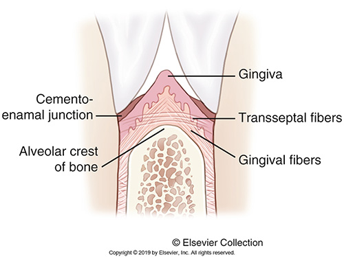 <ul><li><p>Support the tooth in relation to the adjacent teeth.</p></li><li><p>Run from the cementum of the interproximal portion of one tooth across alveolar bone to the cementum of the interproximal of the adjacent tooth.</p></li><li><p>Supports the interproximal gingiva and the position of the adjacent teeth.</p></li></ul><p></p>