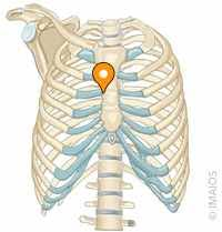 <p>Krutinkauliniai šonkaulių sąnariai</p><p></p>