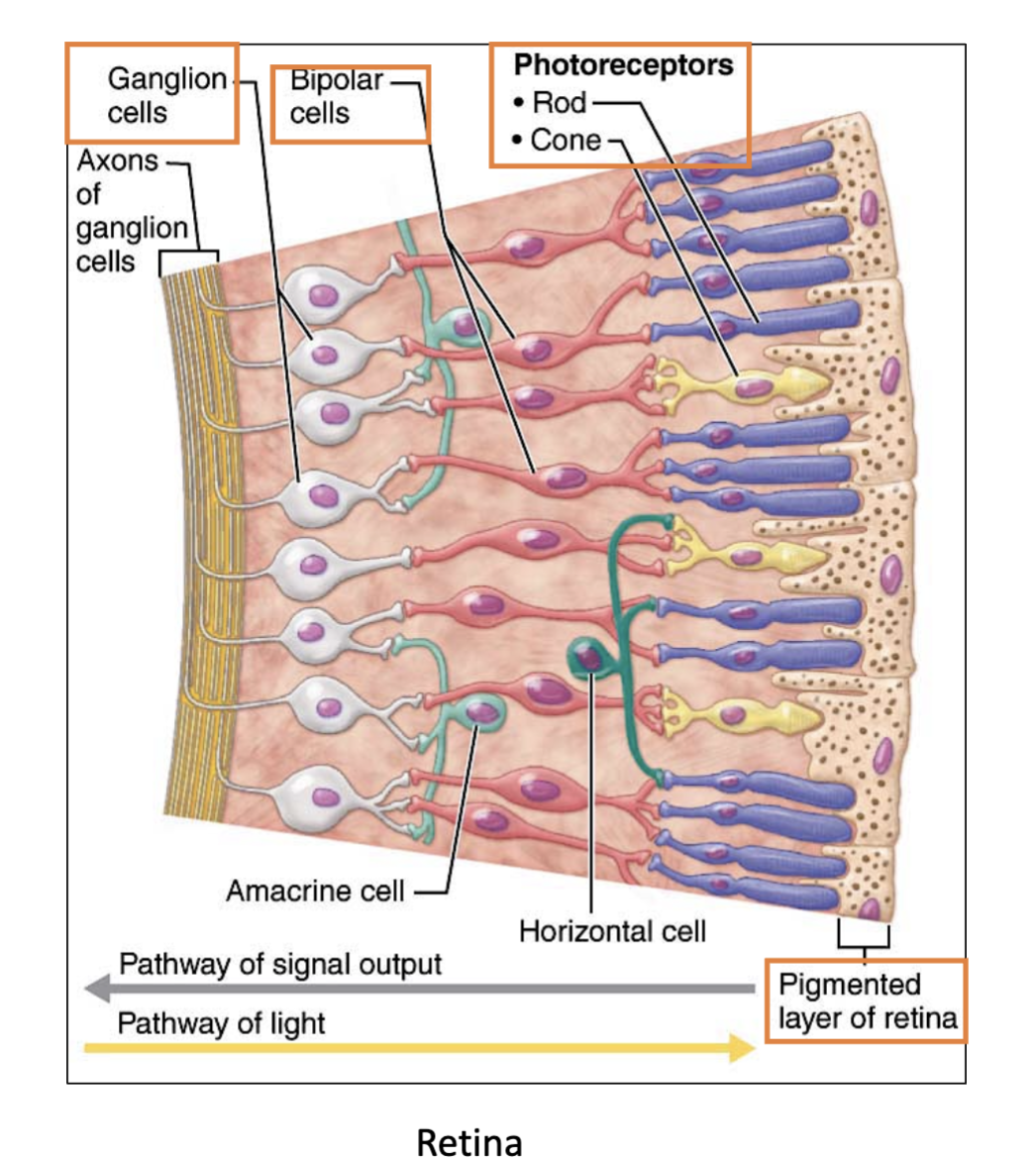 <p>Axons of <strong>ganglion cells</strong>.</p>