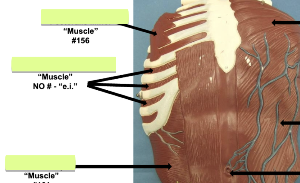 <p>Label muscle #156 </p>