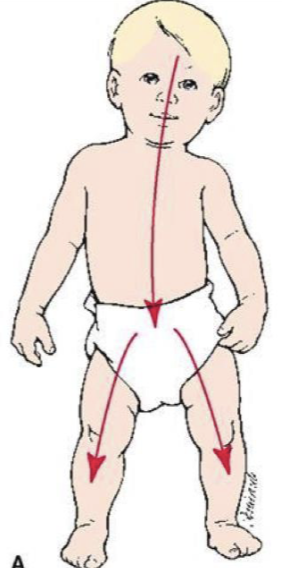 <p>from head to tail, at birth the head takes ip ¼ of total body length, lower body then catches up</p>