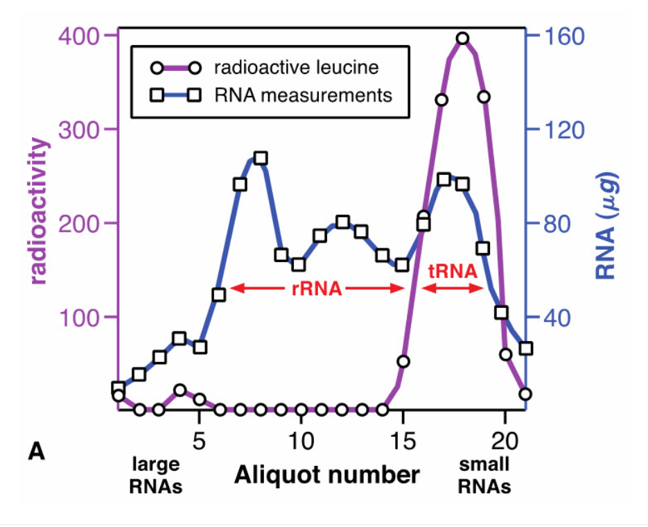 <p>In this experiment, __________ are radioactive.</p>