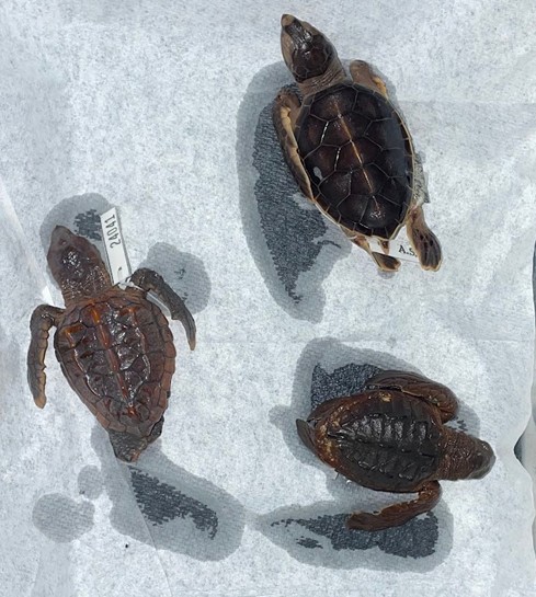 <p>Sea turtle</p><p>Paddle limbs</p><p>All endangered</p><p>Nest site fidelity</p><p>One species eats sponges</p>