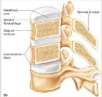 <p>include the fibrocartilage discs</p><p>minor movement between joints is allowed</p>