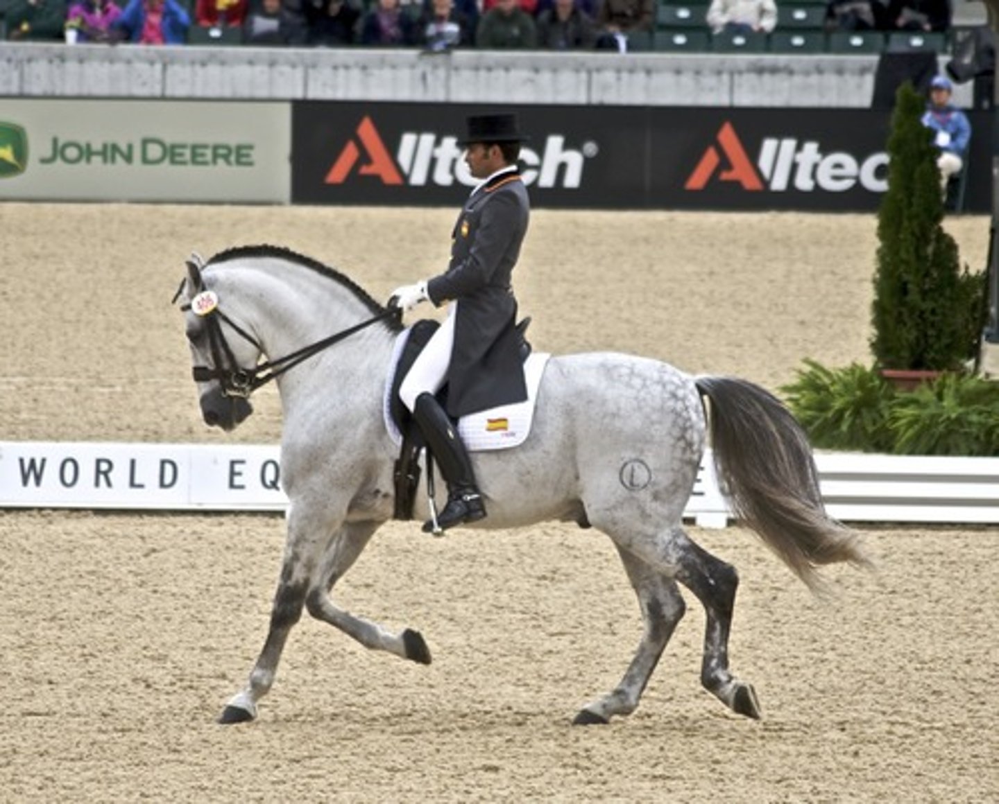 <p>Andalusian</p>