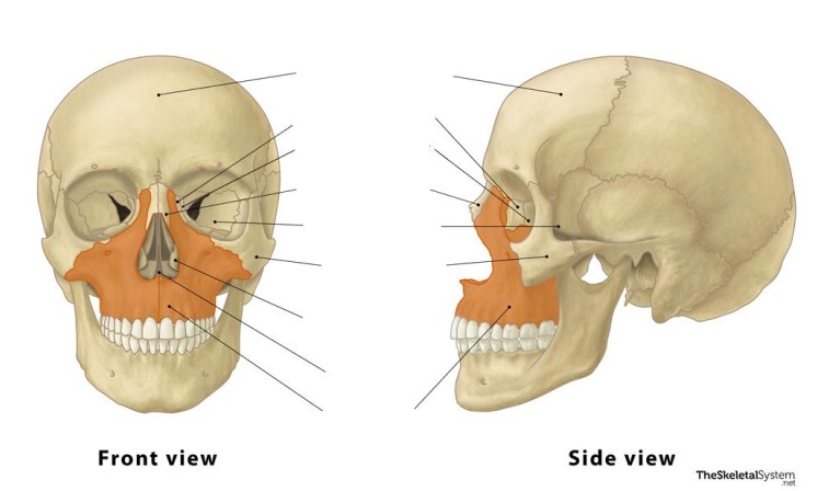 <p>These bones are the ________ bones.</p>