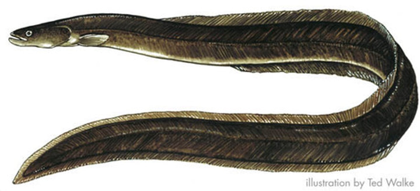 <p>угорь</p>
