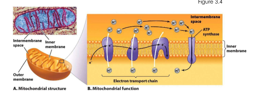 <p>Play a role in cell metabolism - TCA cycle. Use electron transport chains to produce ATP (chemiosmosis via the proton motive force).</p>