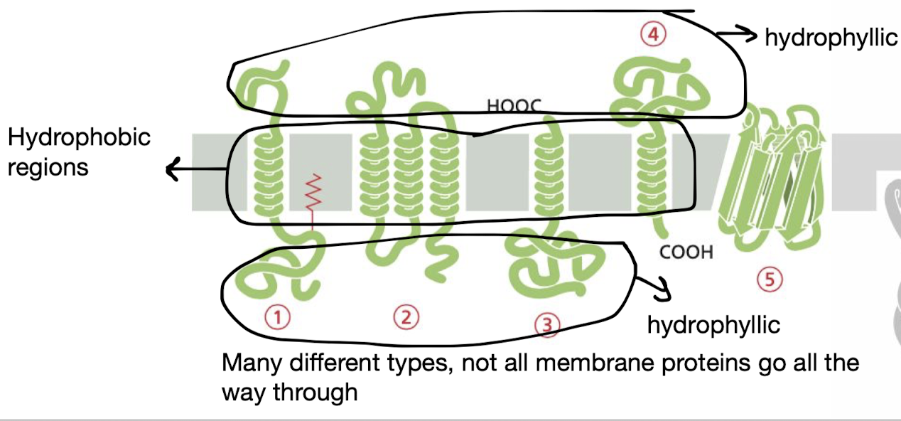 <p>Membrane proteins extending through the entire lipid bilayer</p>