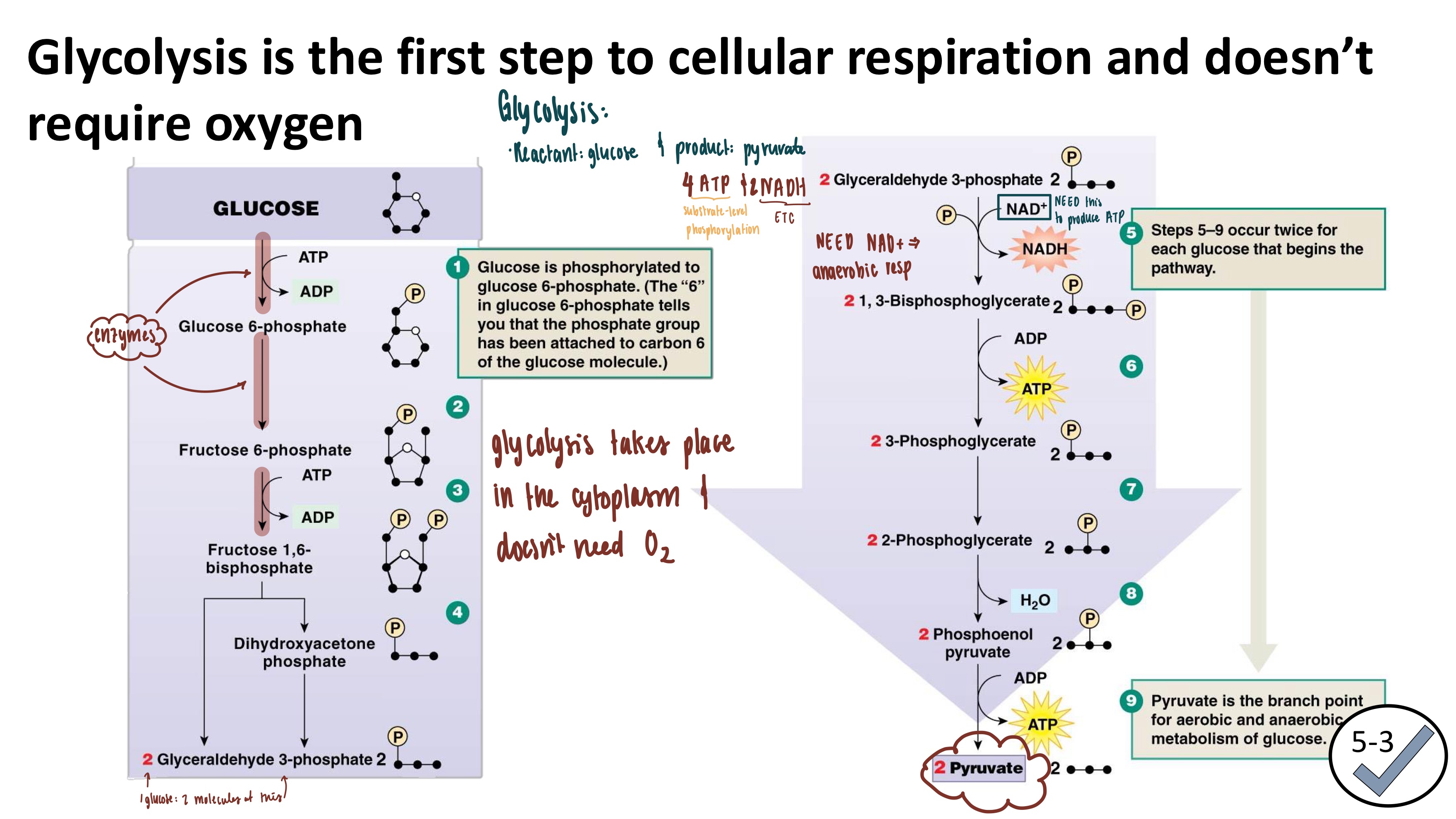 <ul><li><p><strong>Glycolysis Function</strong>: first step of cellular respiration</p></li><li><p>Occurs in the cytoplasm</p></li><li><p>does NOT need O<sub>2</sub></p></li><li><p><strong>Reactants</strong></p><ol><li><p>Glucose</p></li></ol></li><li><p><strong>Products</strong></p><ol><li><p>Pyurvate</p></li><li><p>NADH (high energy electron carrier)</p></li><li><p>ATP</p></li></ol></li></ul><p></p>