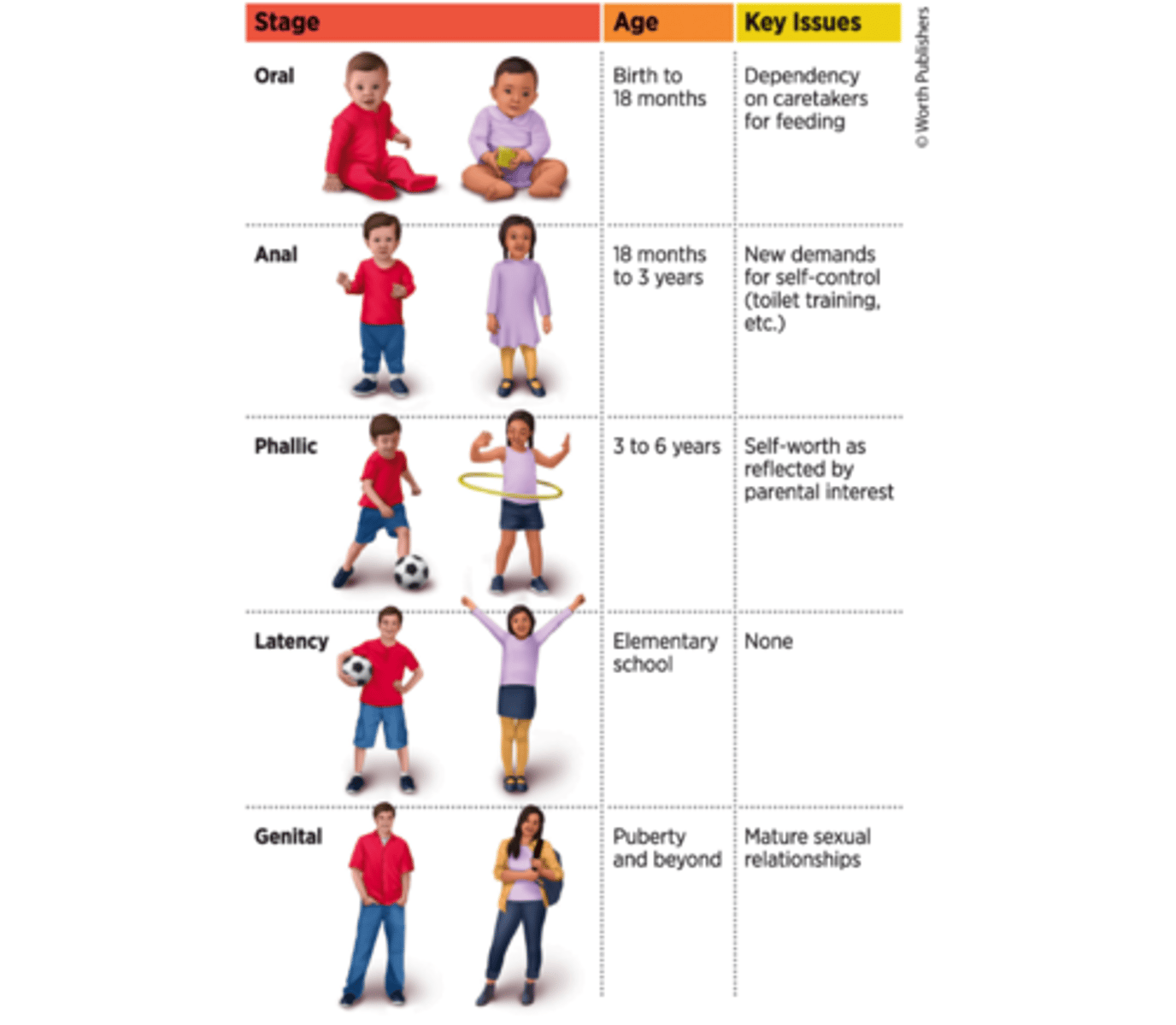 <p>stages of child development in which a child's pleasure-seeking urges are focused on specific areas of the body called erogenous zones</p>