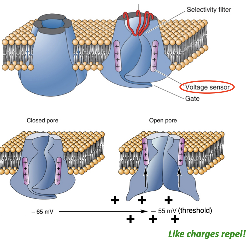 <ul><li><p>Has positively charged residues in S4 region (“voltage sensor”)</p></li><li><p>This allows the protein channel to twist open when a depolarization invades the axon hillock (like charges repel)</p></li><li><p>This twisting results in an opening of the pore that only allows the passage of sodium ions (selectivity filter)</p></li></ul><p></p>