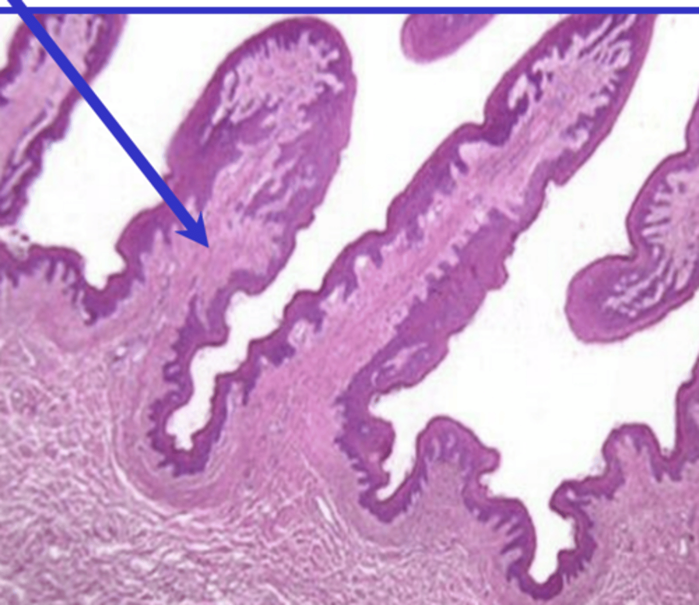 <p>which forestomach? why?</p>