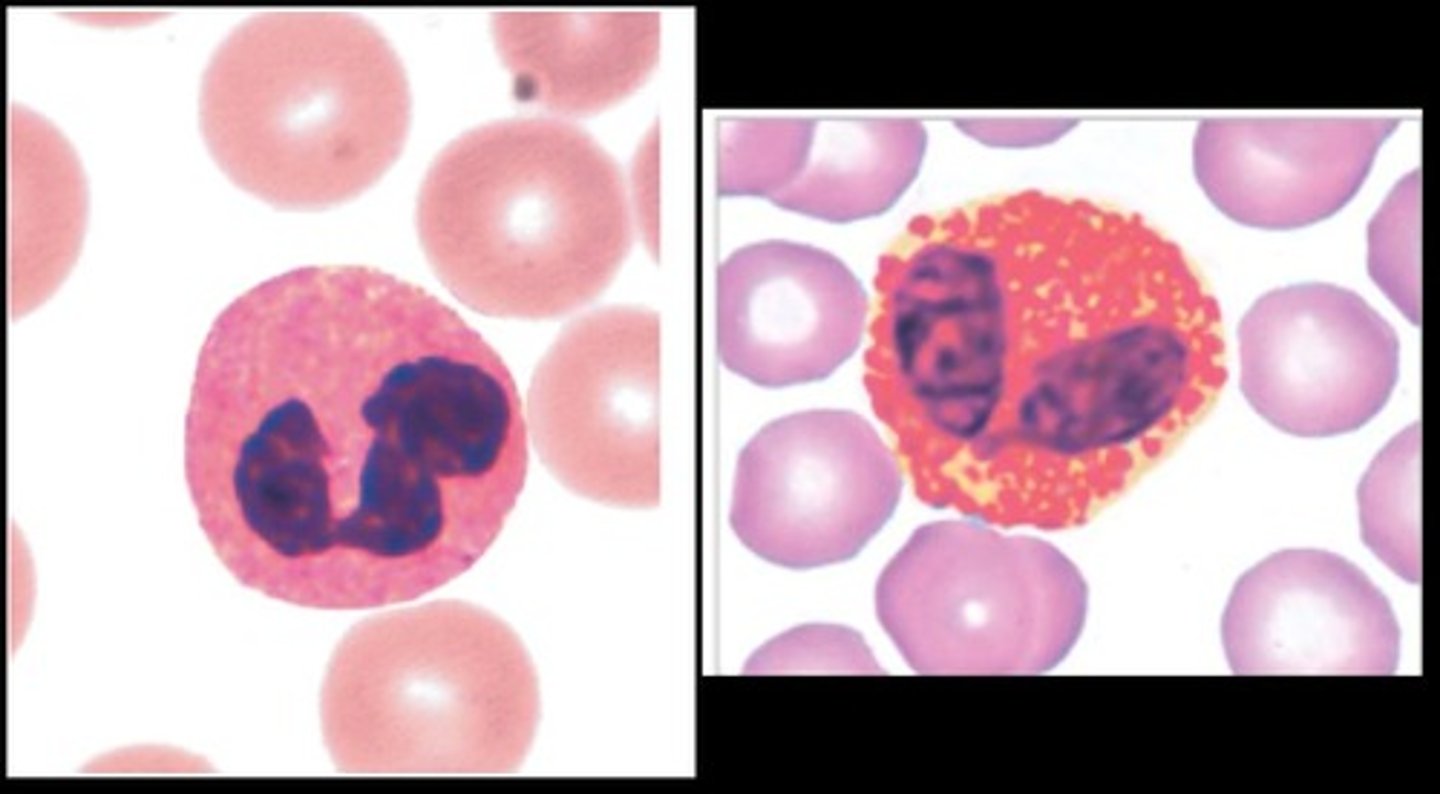<p>Red color</p><p>Bi-Lobe</p><p>fight parasites</p>