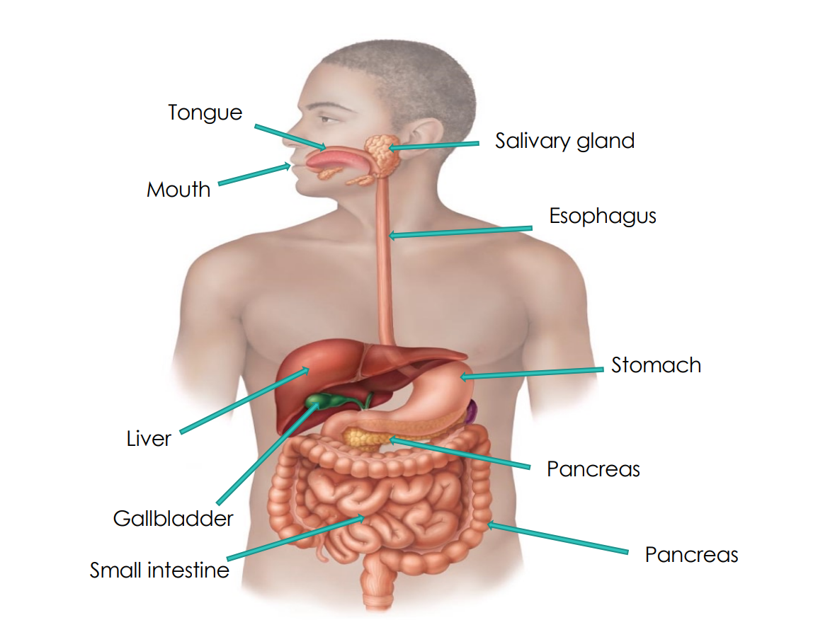 <p>Human Digestive System</p>