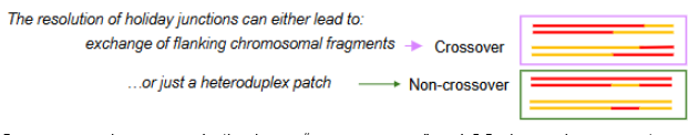 <p>if cut at the pink arrows gene conversion and  CO occurs but when cut at green arrows it is non-CO with just a heteroduplex patch (gene conversion without crossover)</p>