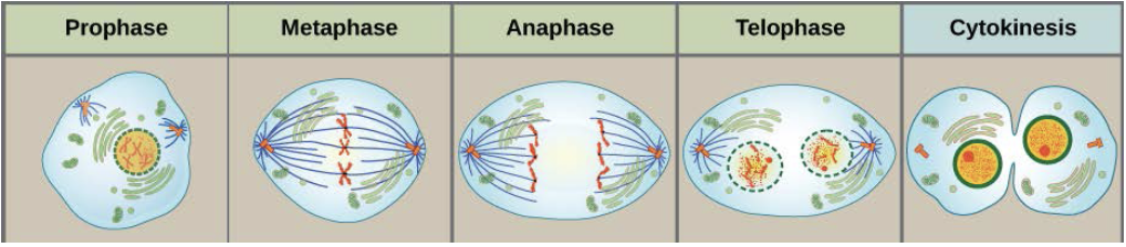 <ul><li><p>Mitosis is divided into a series of steps</p></li><li><p>Remember: I.P.M.A.T.</p></li></ul>