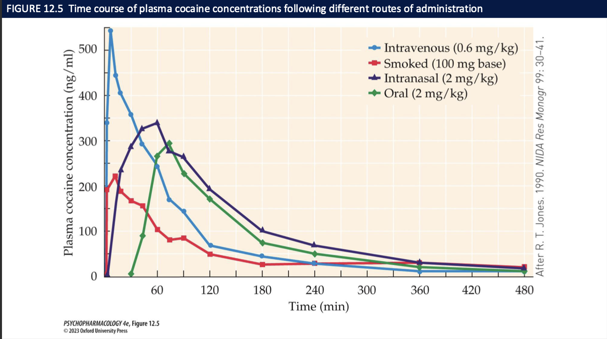 <ul><li><p>smoking » injection > snorting > oral</p></li><li><p>once absorbed, cocaine is rapidly broken down + excreted </p><ul><li><p> subjective high lasts ~30mins </p></li></ul></li></ul><p></p>