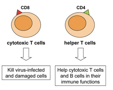 <ul><li><p>T-Cells Mature in the Thymus</p></li><li><p>Cytotoxic T-Cells: Kill cells that have been infected by pathogen</p></li><li><p>Helper T-Cells: Take antigens to lymph nodes to present to B-Cells</p></li></ul>