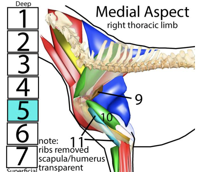 <p><span style="font-size: medium;"><span>Muscles of the r</span><u><span>ight thoracic limb</span></u><span>, </span><strong><em><span>medial </span></em></strong><span>aspect → </span><strong><span>#10</span></strong></span></p>