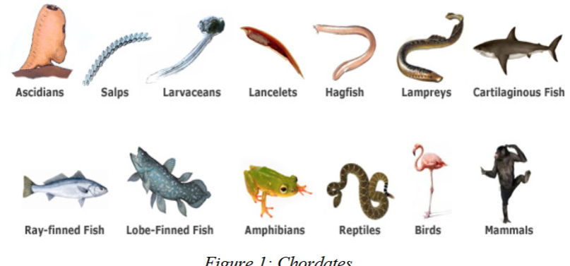 <p>chordates</p>