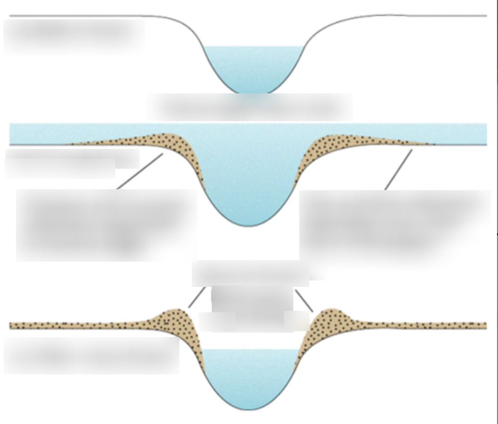<p>Describe the formation of a levee in four stages</p>