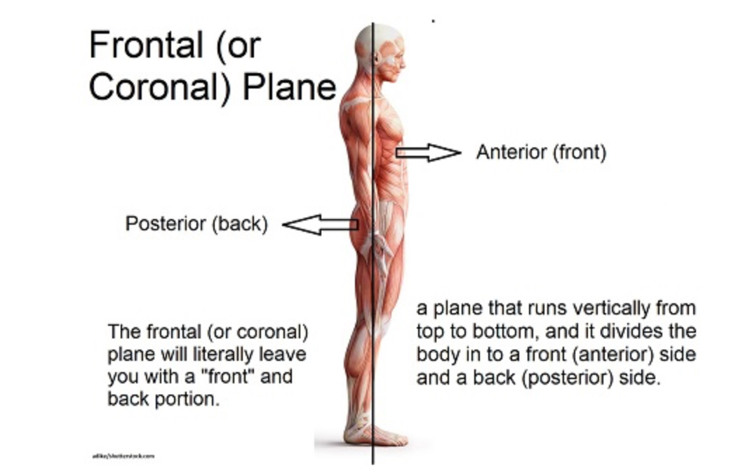 <p>Separates anterior (side with the face) from posterior (side with your ass)(can be equal or unequal parts)</p>