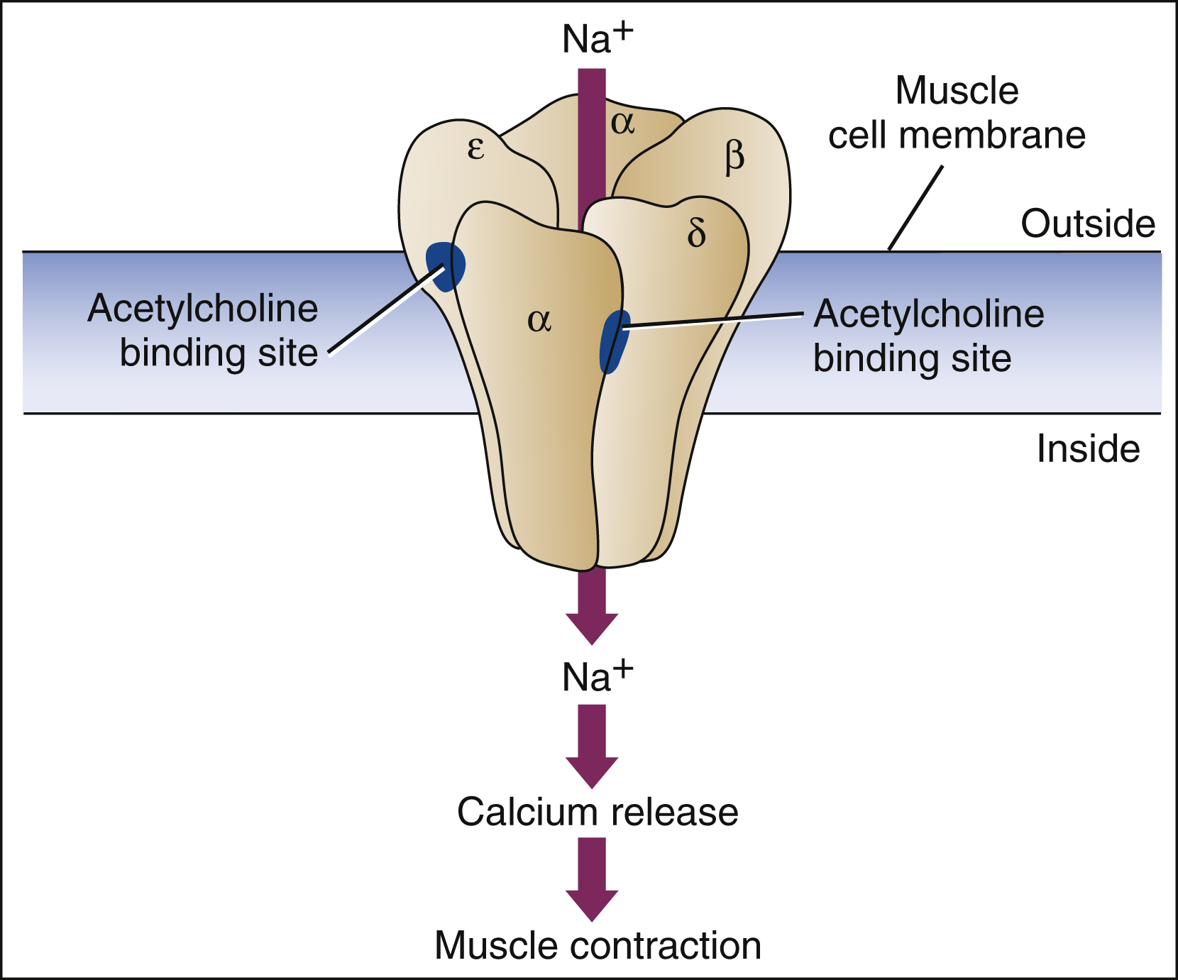 <p>Acetylcholine </p>