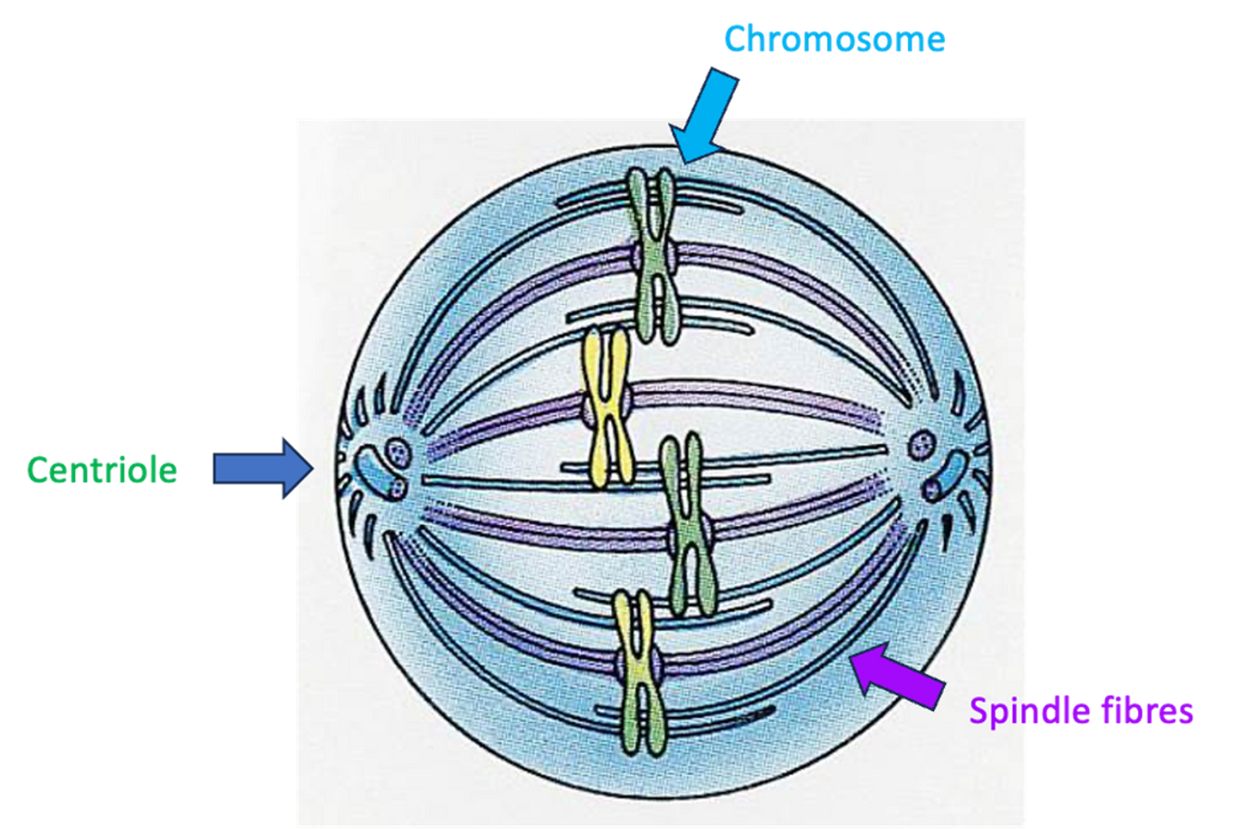 <p><span>•Chromosomes line up of the equator of the cell head-to-toe.</span></p><p><span>•Spindle fibres attach to the centromere of each chromosome.</span></p>