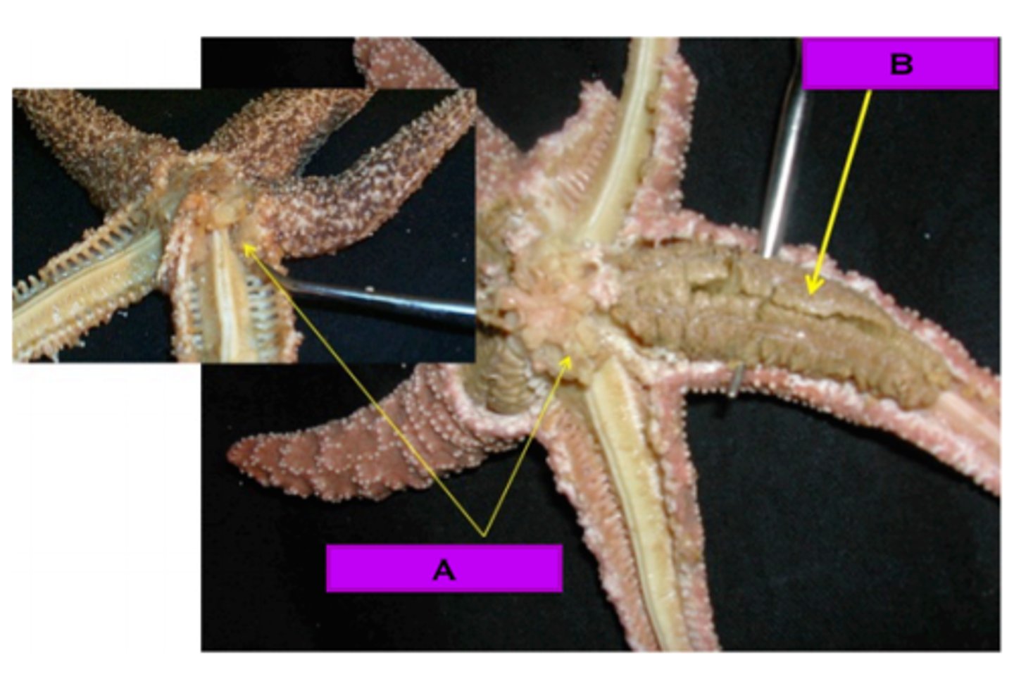 <p>Echinodermata</p>