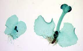 Know the location and genetic state of the sporophyte and gametophyte
