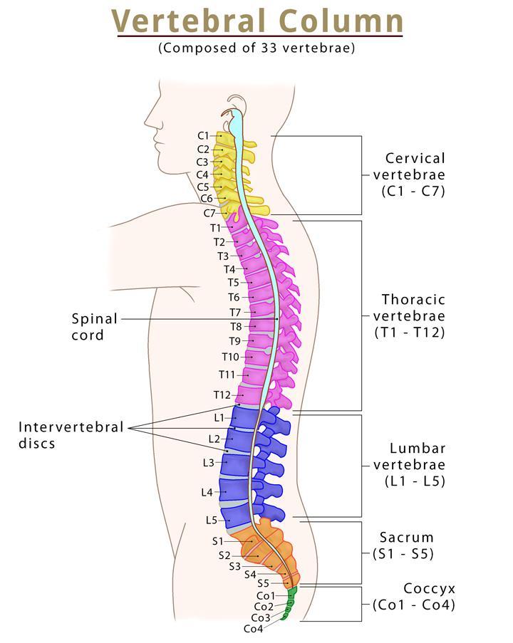 <p>Divided into 5 sections; does <strong>NOT </strong>extend the complete length of the vertebral column</p>