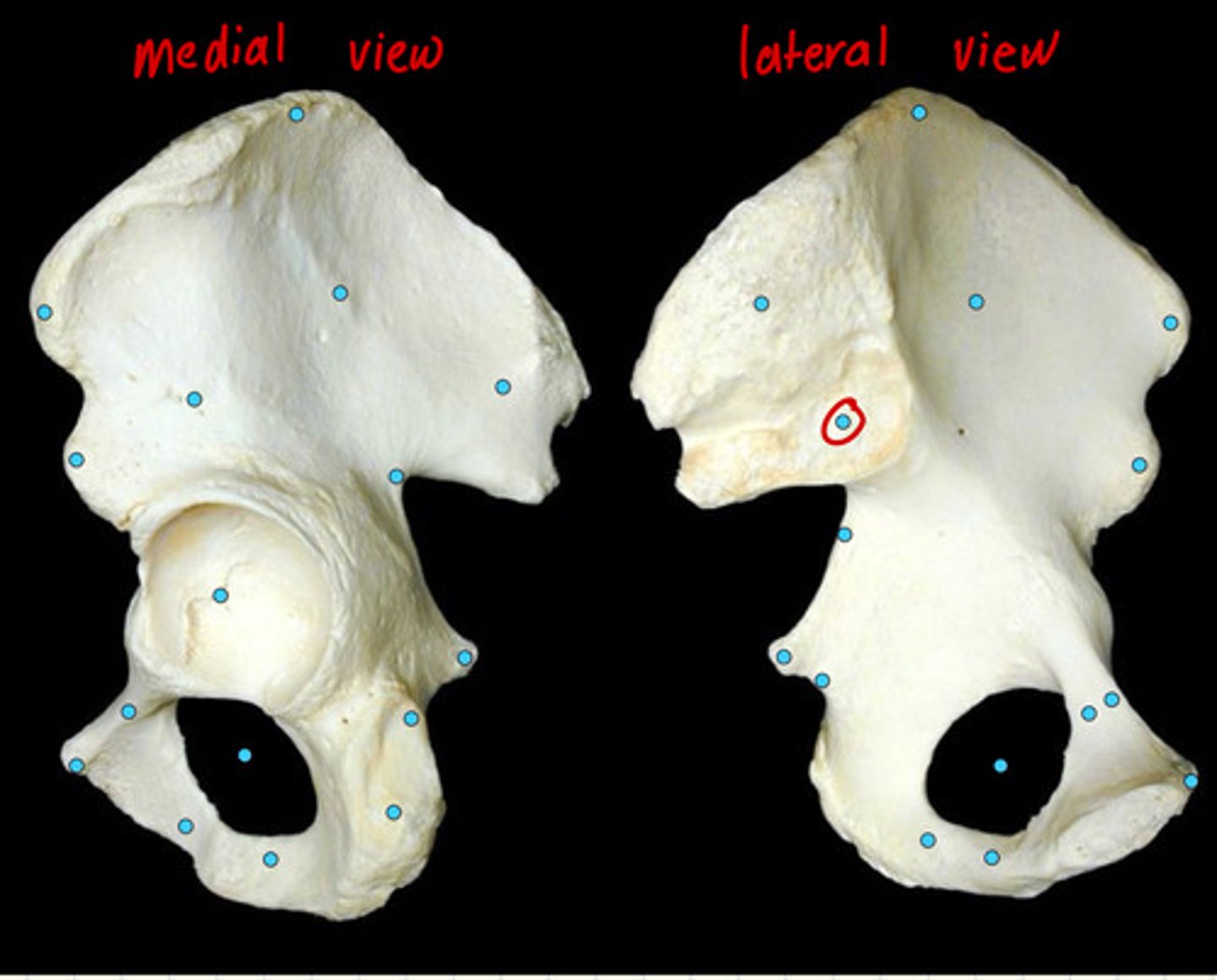 knowt flashcard image