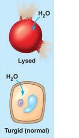 Solute concentration is less
than that inside the cell; cell gains water.