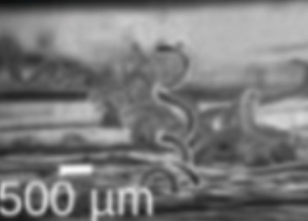 **Name & Describe the**