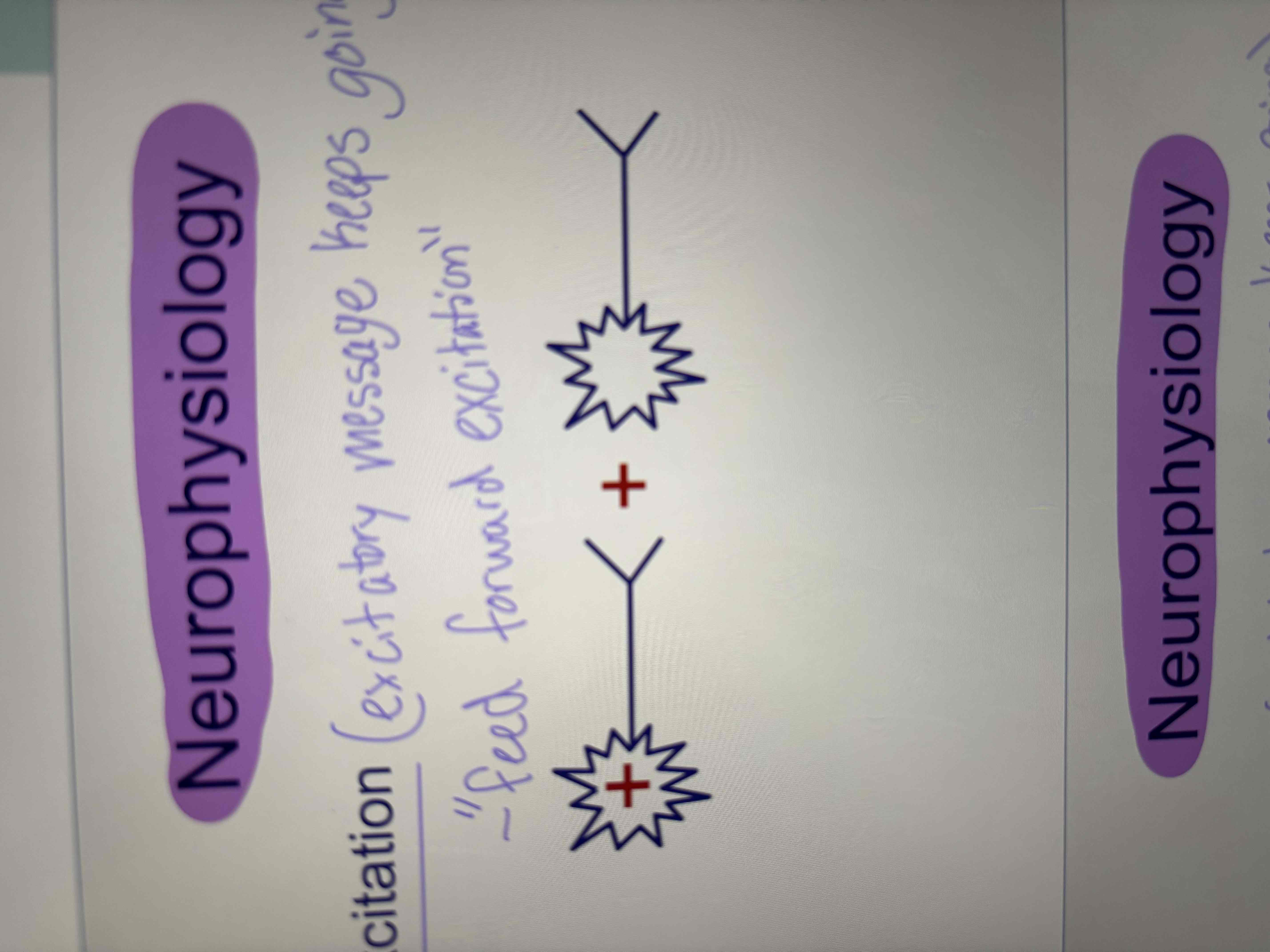 <ul><li><p>excitatory message keeps going </p></li><li><p>“feed forward excitation”</p></li></ul><p></p>